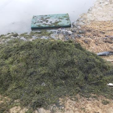 伊乐藻吃不败鱼虾蟹专用水草沉水易生易成活黑叶轮藻