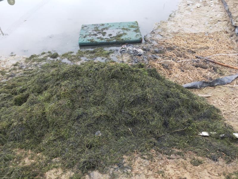 伊乐藻吃不败鱼虾蟹专用水草沉水易生易成活黑叶轮藻
