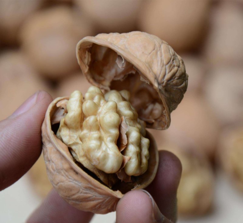 新疆薄皮核桃厂家大量现货一手货源品质好价格优