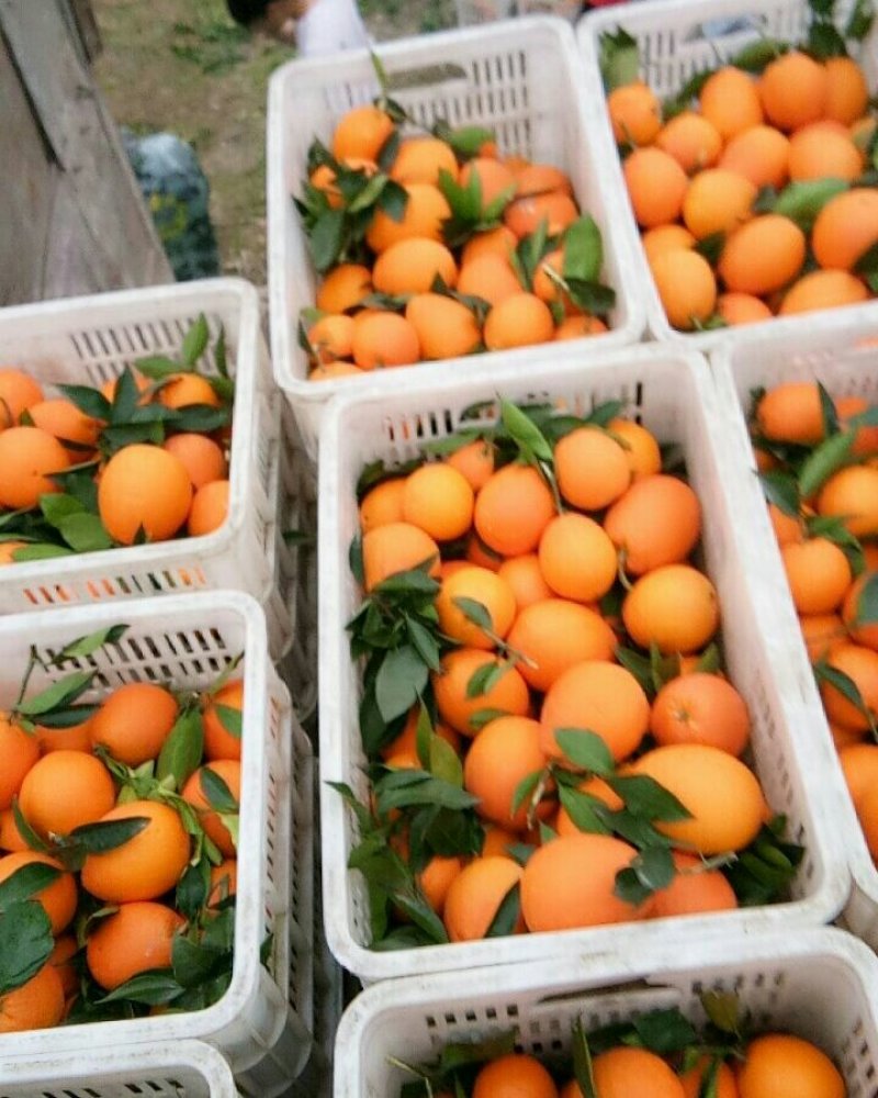 奉节脐橙