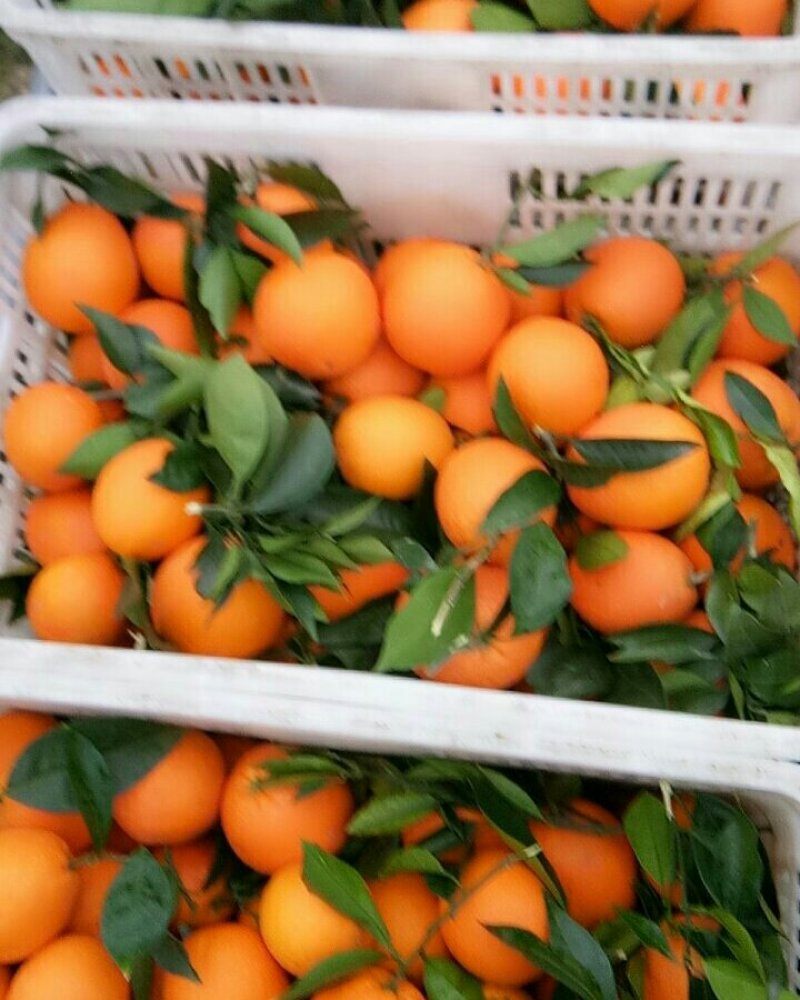 奉节脐橙