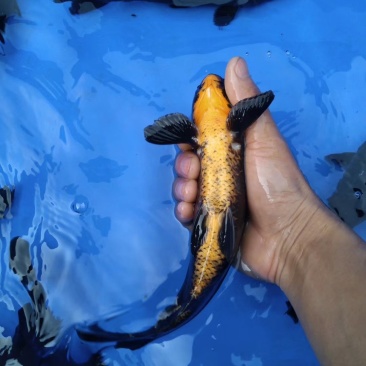 锦鲤铁包金，乌鲤。接收水花预订