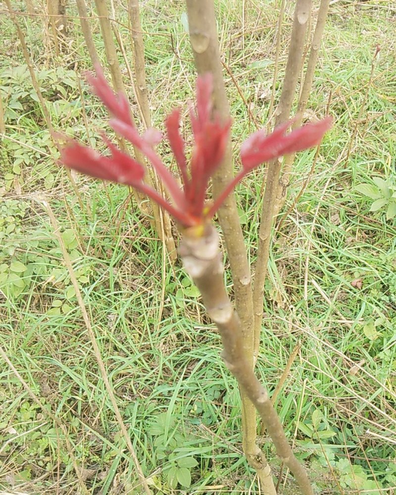 野生香椿大量上市中。需要的老板使劲骚扰我