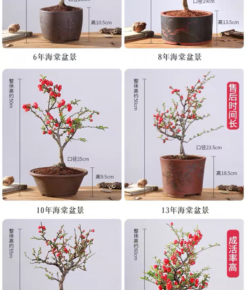 海棠花西府海棠海棠盆景海棠树