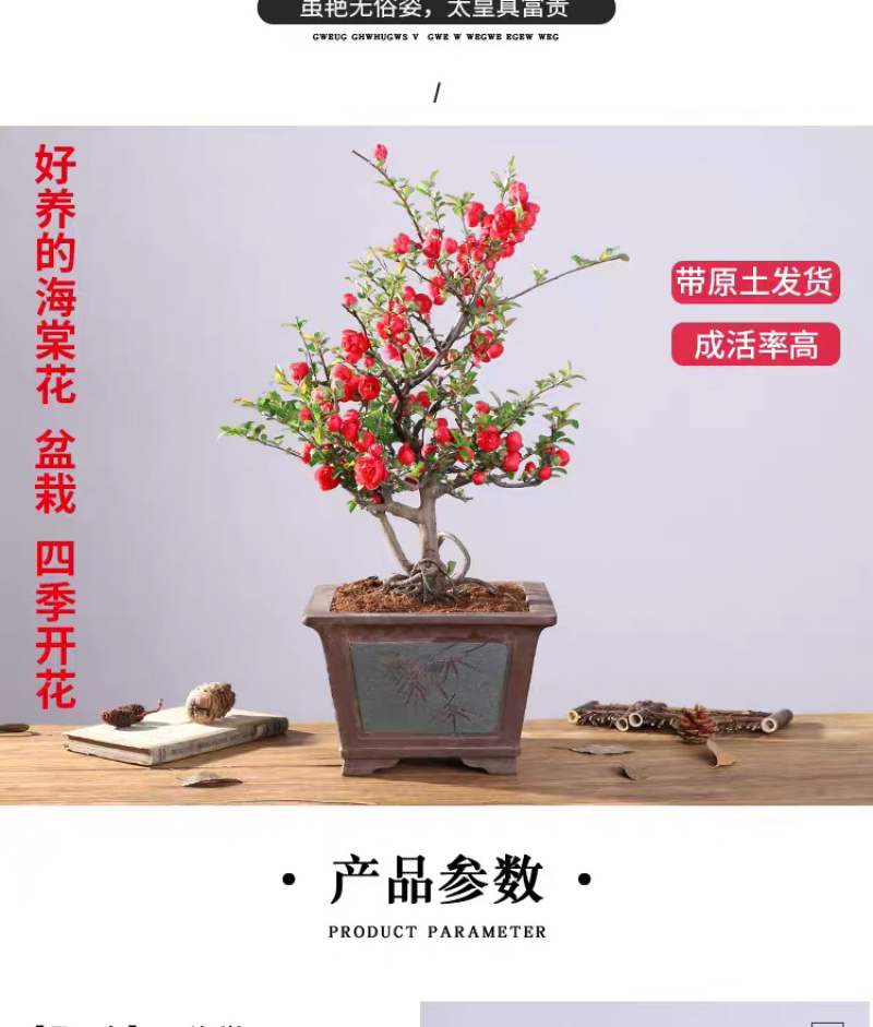 海棠花西府海棠海棠盆景海棠树