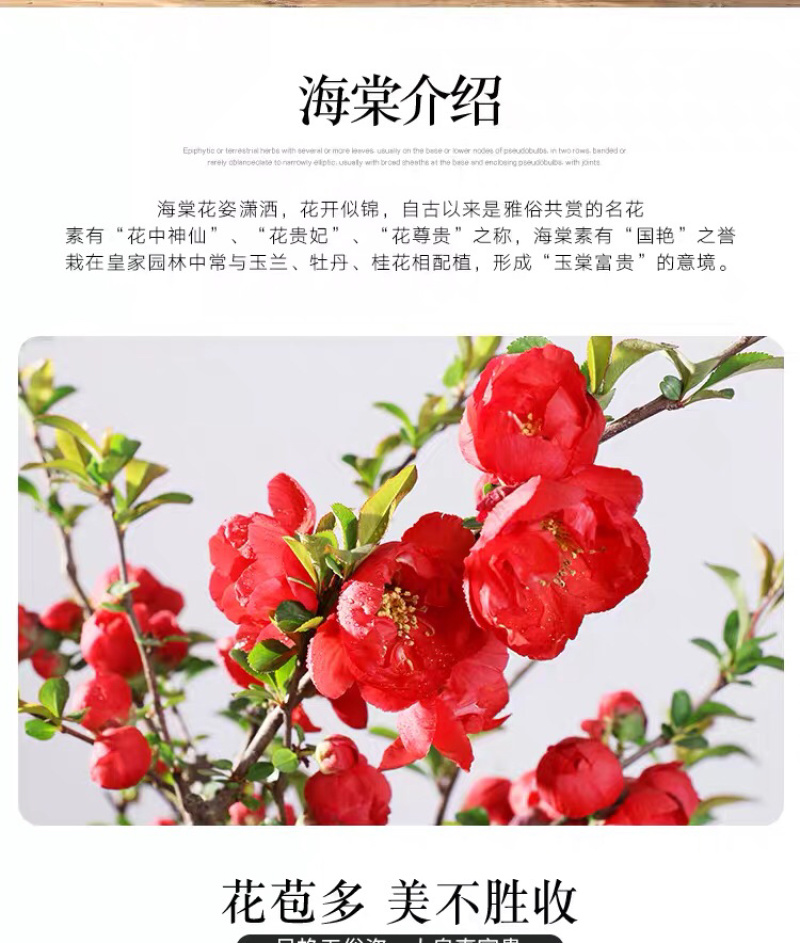 海棠花西府海棠海棠盆景海棠树