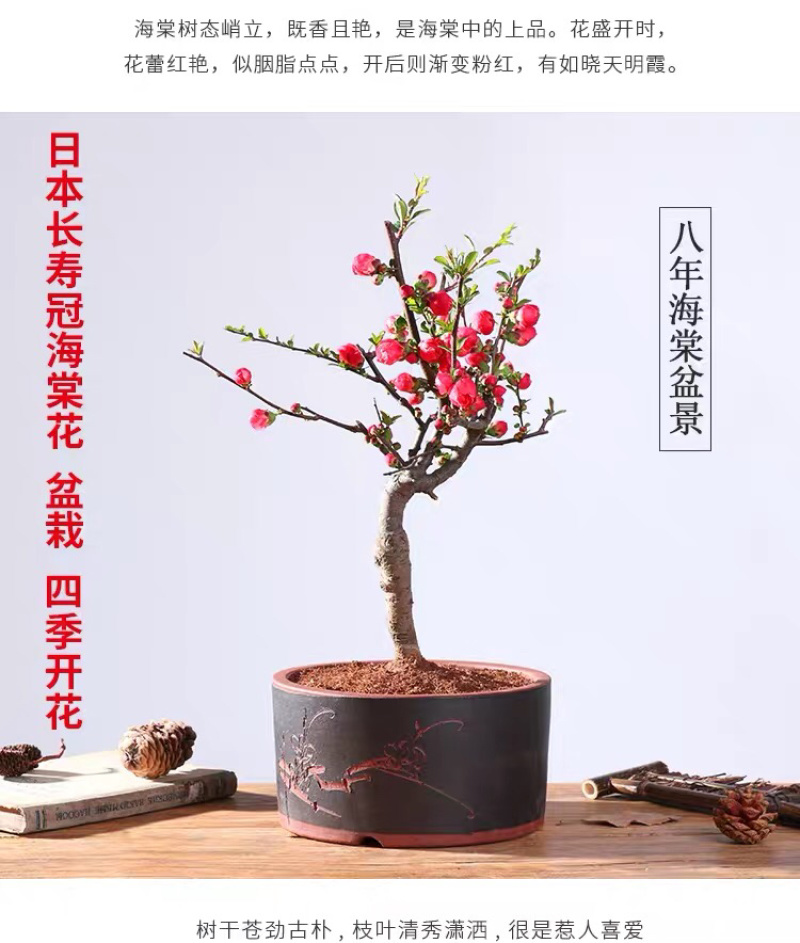 海棠花西府海棠海棠盆景海棠树