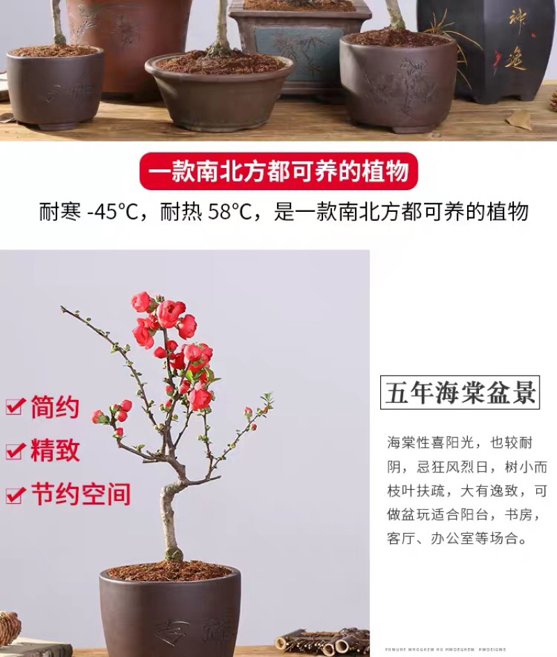 海棠花西府海棠海棠盆景海棠树