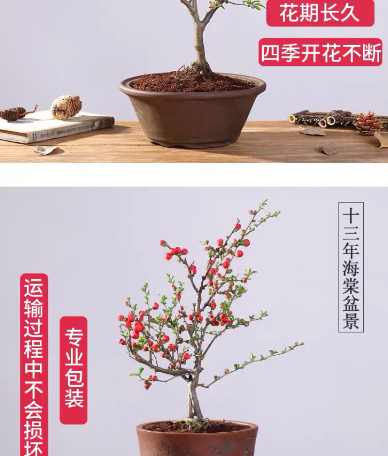 海棠花西府海棠海棠盆景海棠树
