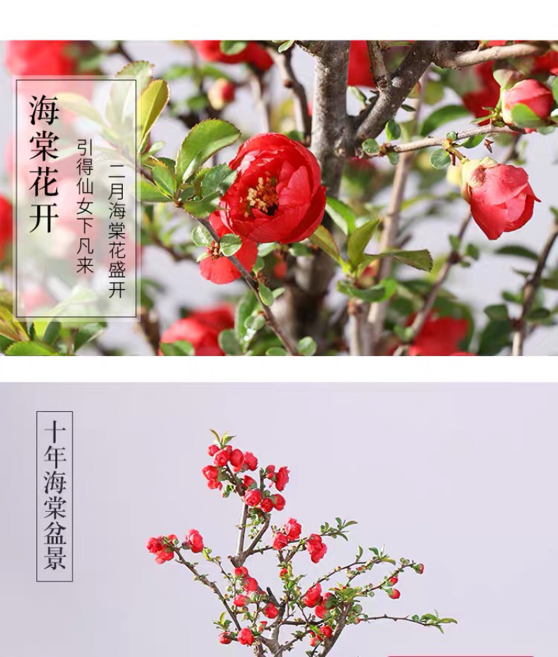 海棠花西府海棠海棠盆景海棠树