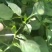 吉林洮南辣椒面韩皮辣椒面细粉食品厂**泡菜厂专用