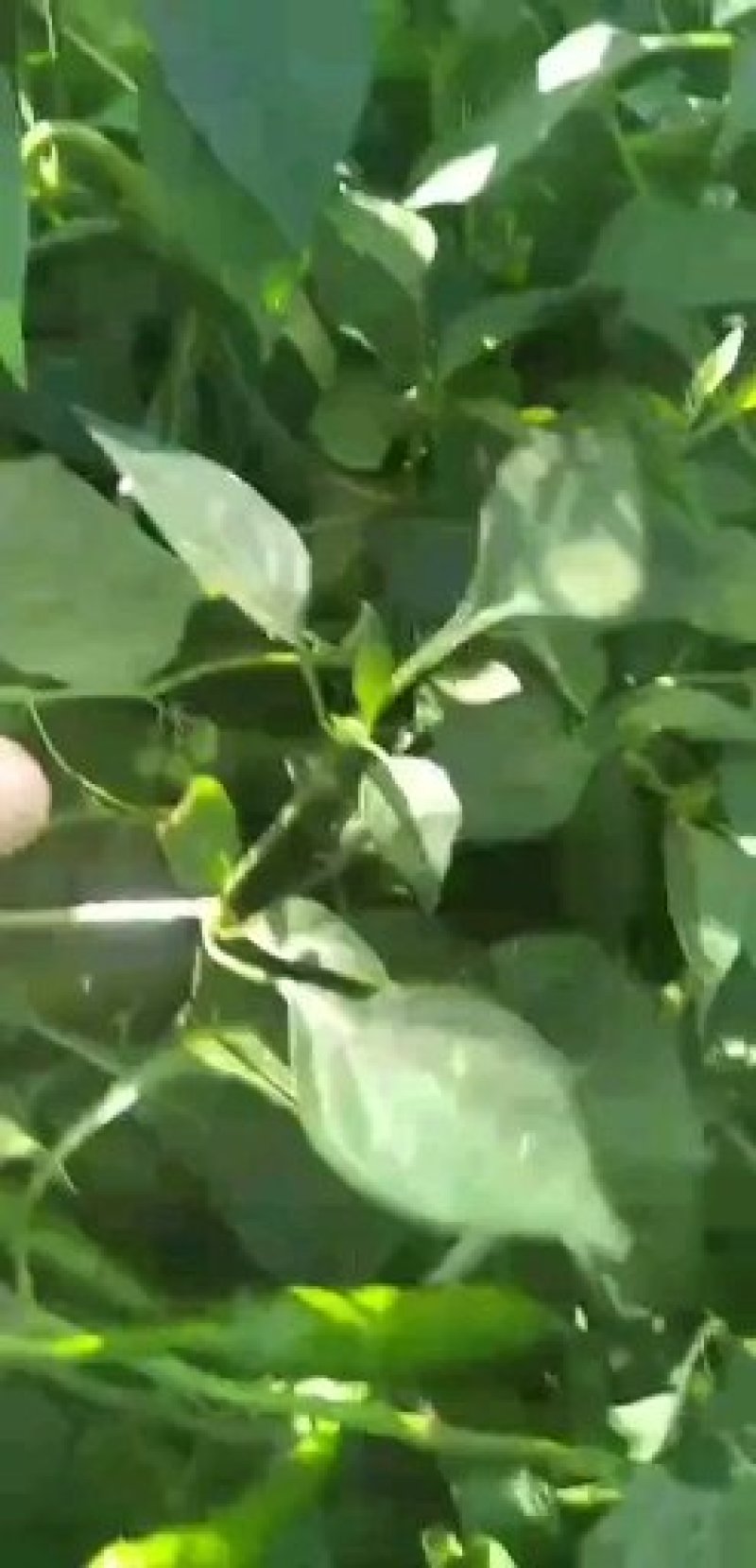 吉林洮南辣椒面韩皮辣椒面细粉食品厂**泡菜厂专用