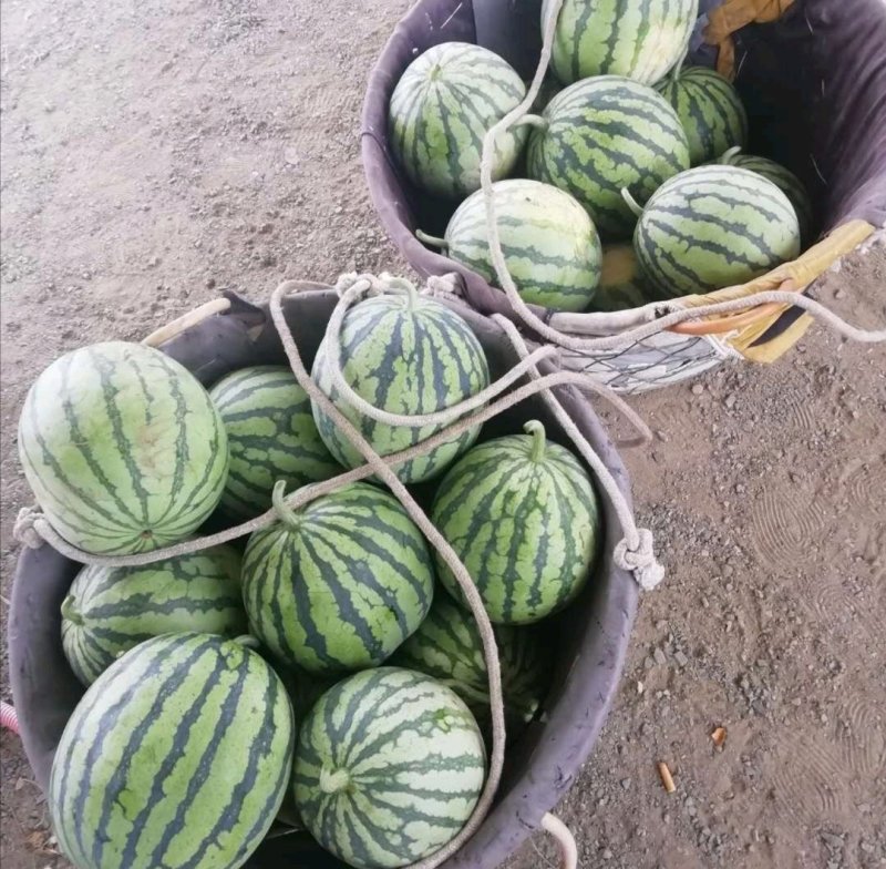 [推荐]无籽8424西瓜江苏西瓜行情稳定货源充足