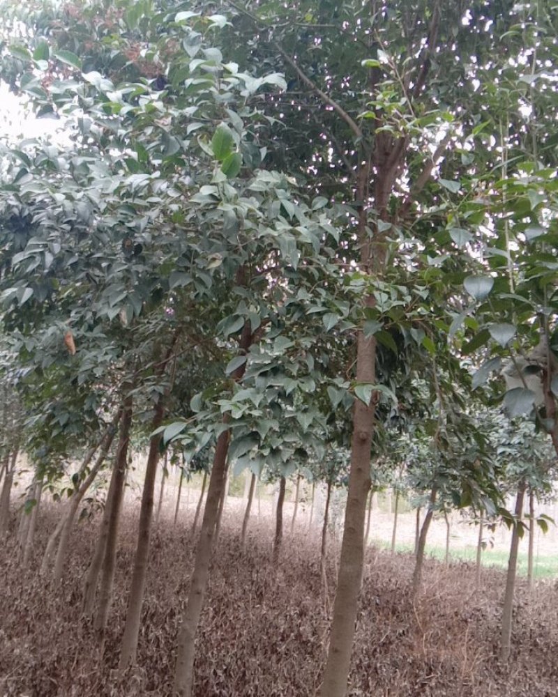 大叶大贞6致10分。