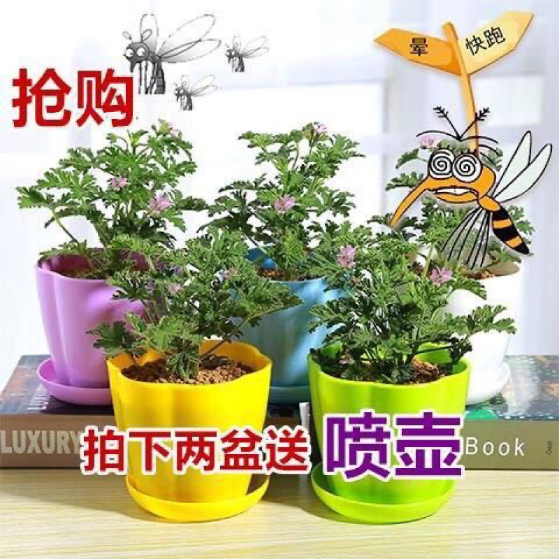 驱蚊草6元一颗量大优惠室内驱杀蚊虫绿色花卉植物