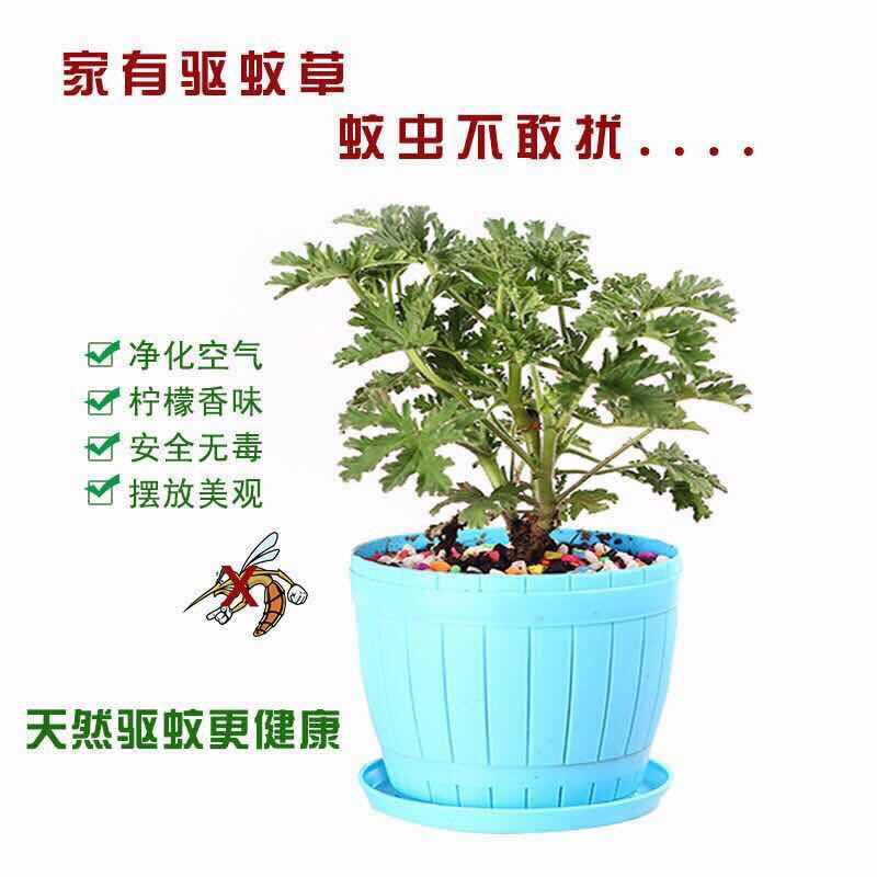 驱蚊草6元一颗量大优惠室内驱杀蚊虫绿色花卉植物