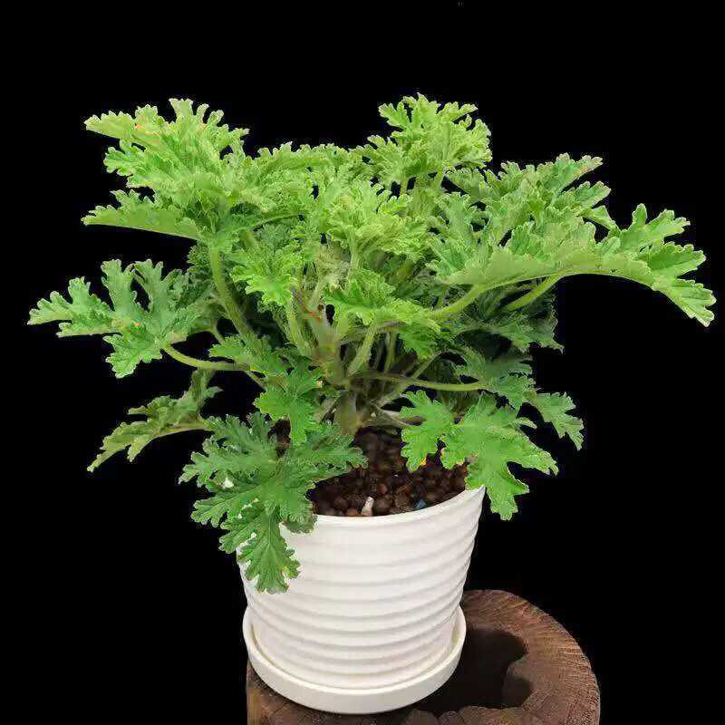 驱蚊草6元一颗量大优惠室内驱杀蚊虫绿色花卉植物