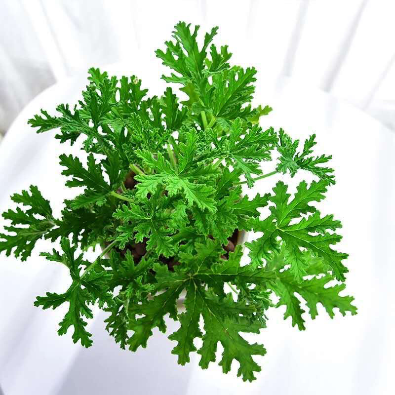 驱蚊草6元一颗量大优惠室内驱杀蚊虫绿色花卉植物