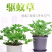 驱蚊草6元一颗量大优惠室内驱杀蚊虫绿色花卉植物