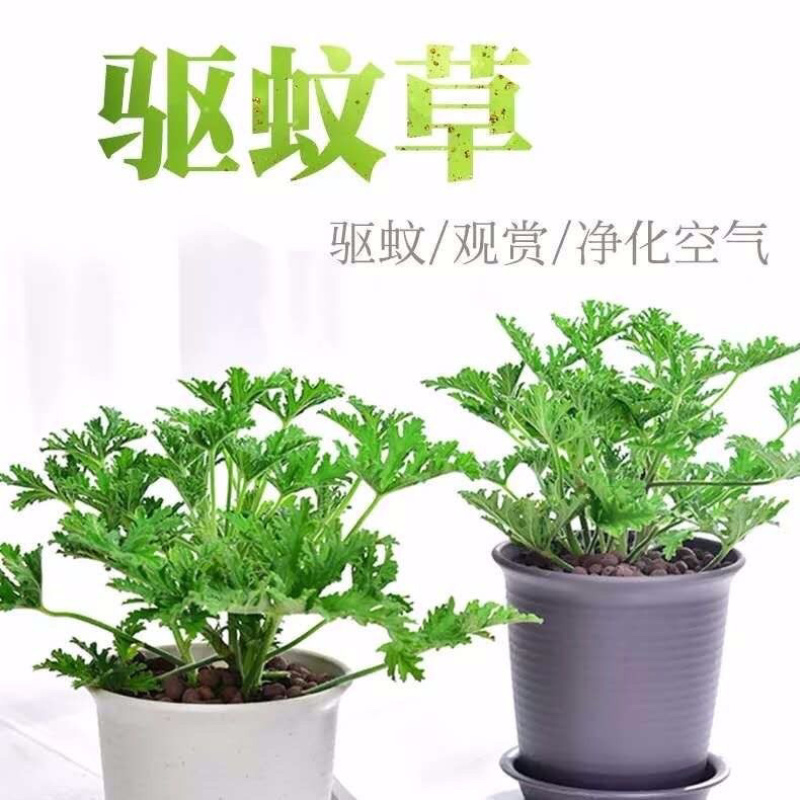 驱蚊草6元一颗量大优惠室内驱杀蚊虫绿色花卉植物