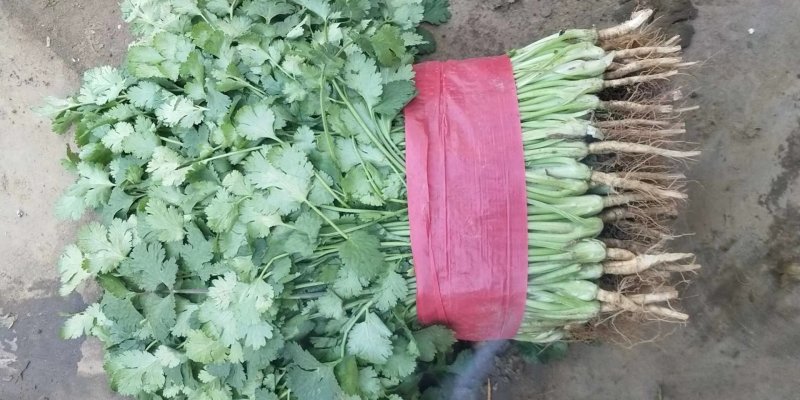 精品香菜优质香菜产地直发信誉第一大量上市