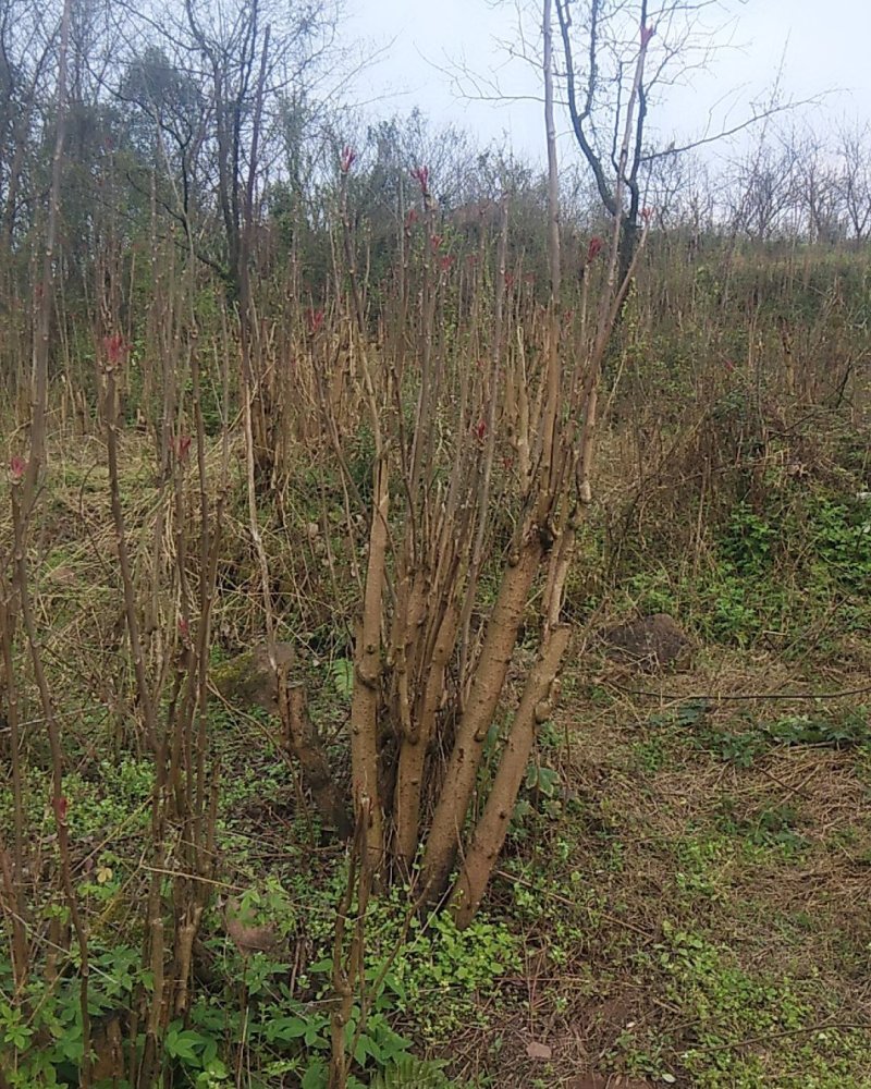 野生香椿大量上市中。需要的老板使劲骚扰我