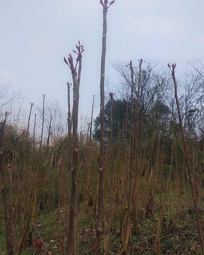 野生香椿大量上市中。需要的老板使劲骚扰我