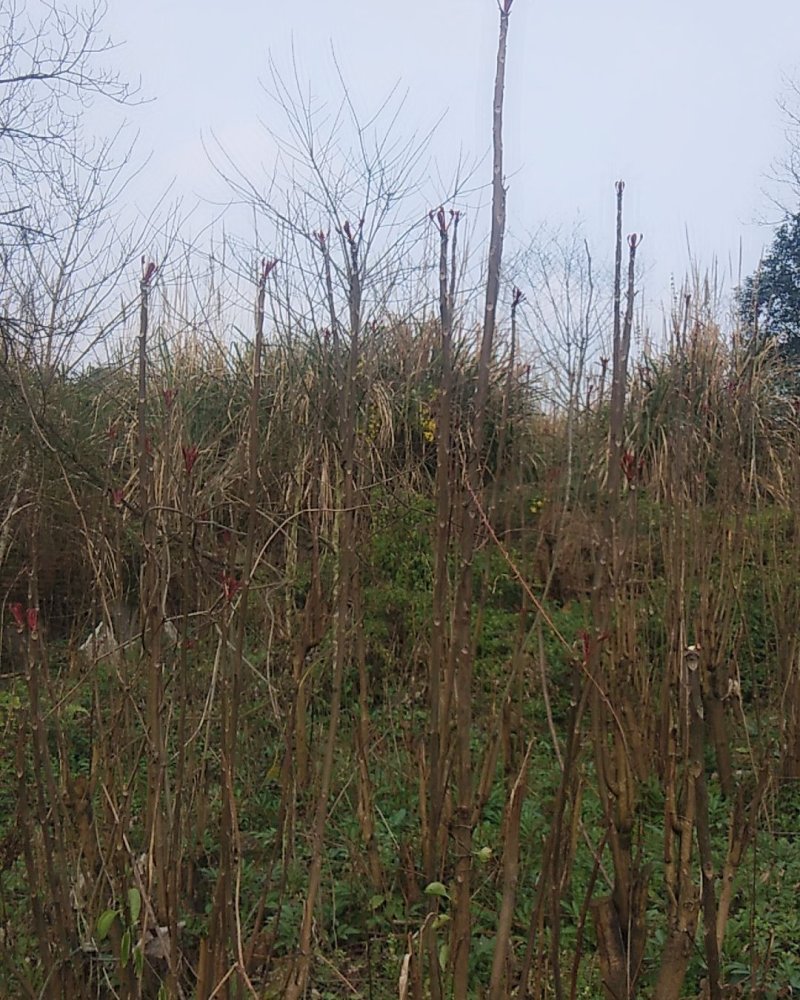 野生香椿大量上市中。需要的老板使劲骚扰我