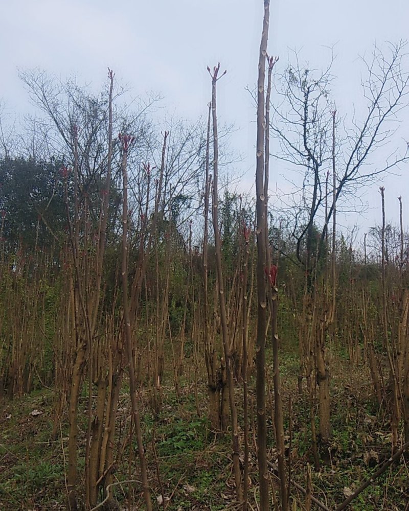 野生香椿大量上市中。需要的老板使劲骚扰我