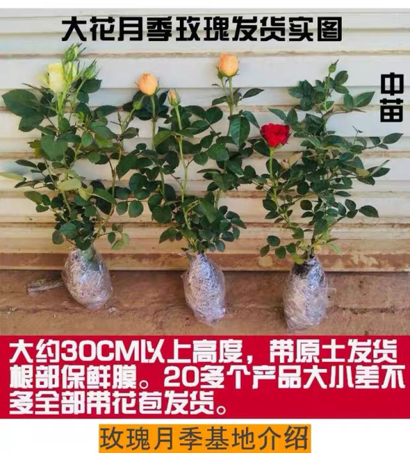 大花月季四季带花绿色植物蔷薇月季盆栽