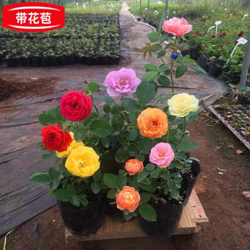大花月季四季带花绿色植物蔷薇月季盆栽