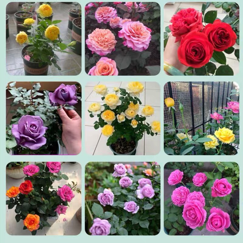 大花月季四季带花绿色植物蔷薇月季盆栽