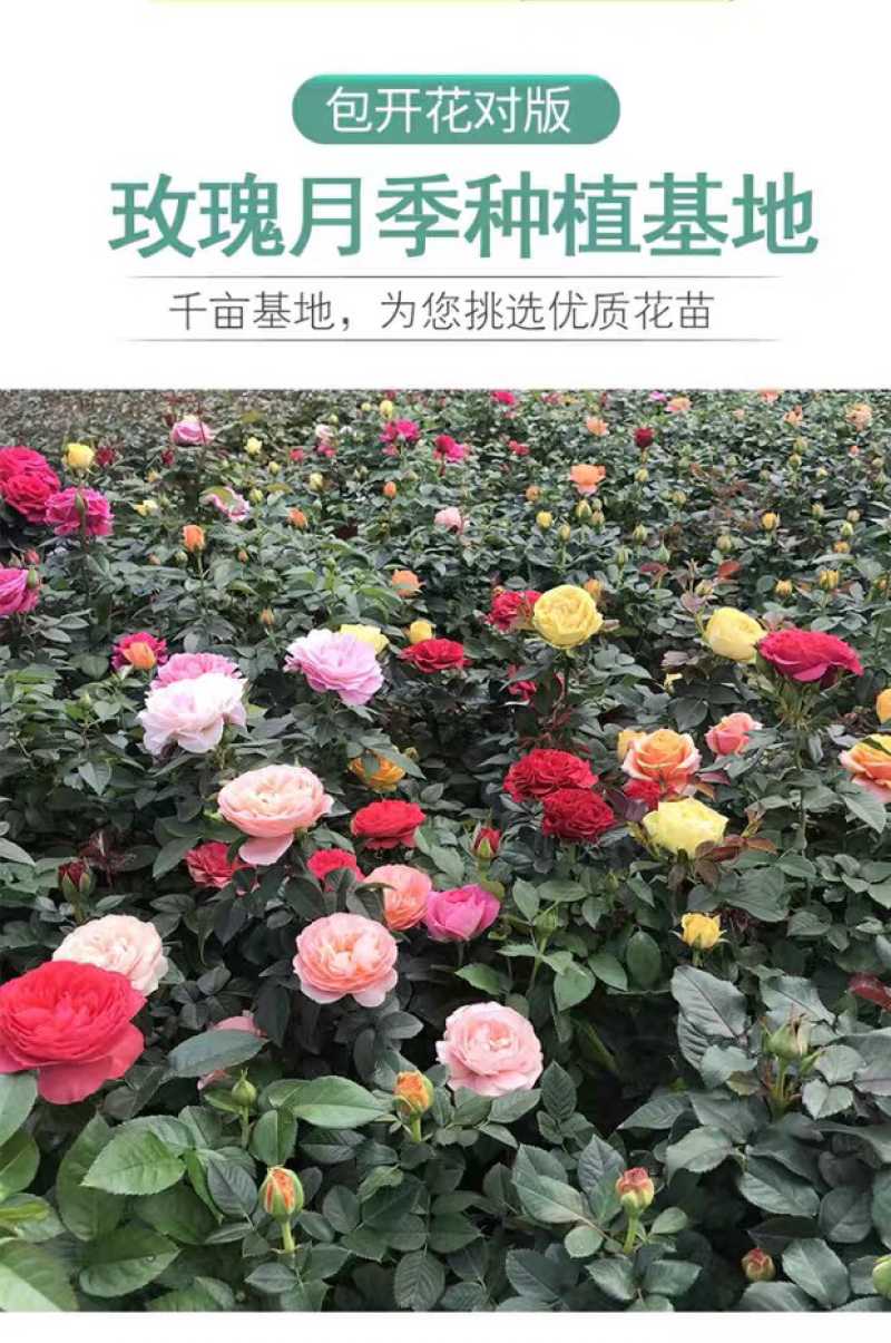 大花月季四季带花绿色植物蔷薇月季盆栽