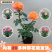 大花月季四季带花绿色植物蔷薇月季盆栽