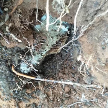百分百纯野生蜂蜜