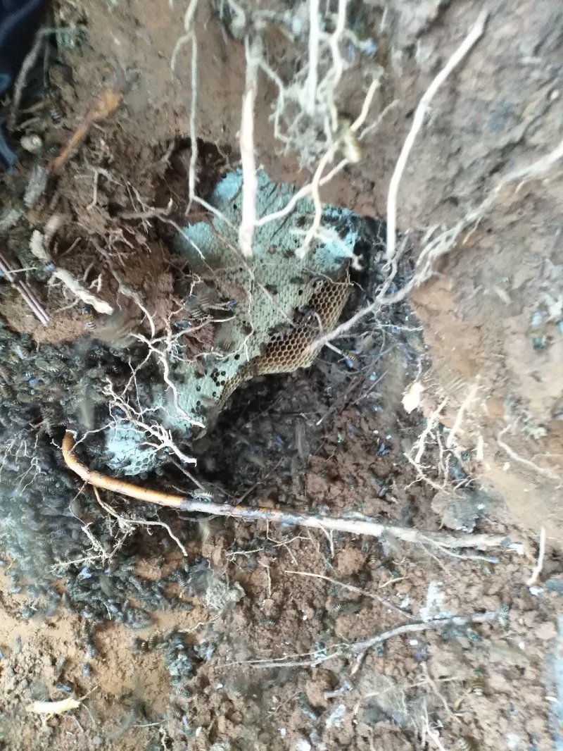 百分百纯野生蜂蜜