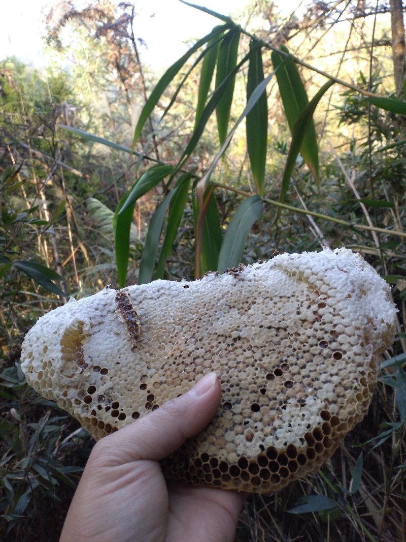 百分百纯野生蜂蜜