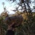百分百纯野生蜂蜜