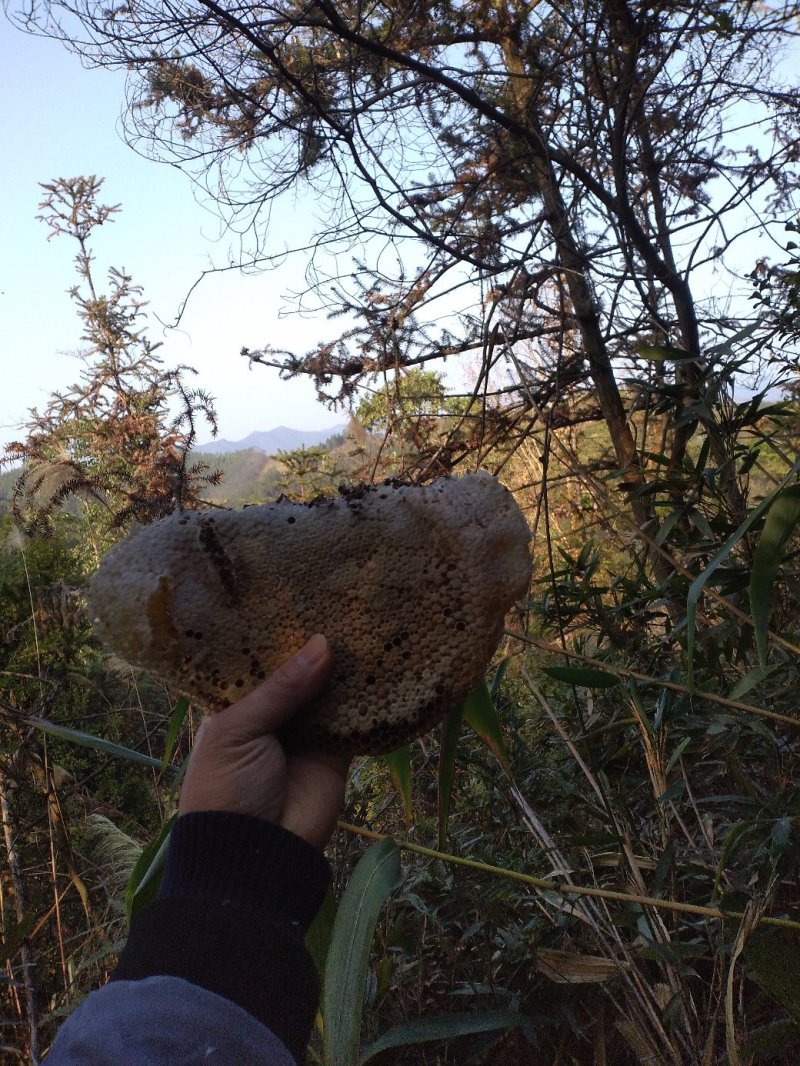 百分百纯野生蜂蜜