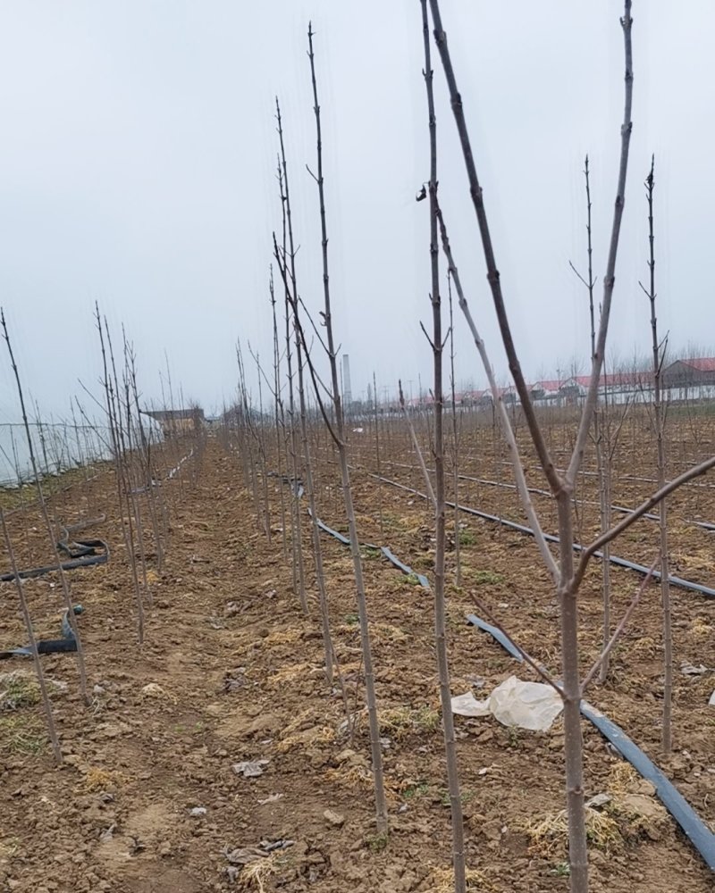 红冠红枫