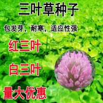 草坪种子红三叶种子白三叶种子红花三叶草白花三叶草醡浆草