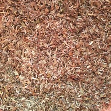 纯野生苍术籽