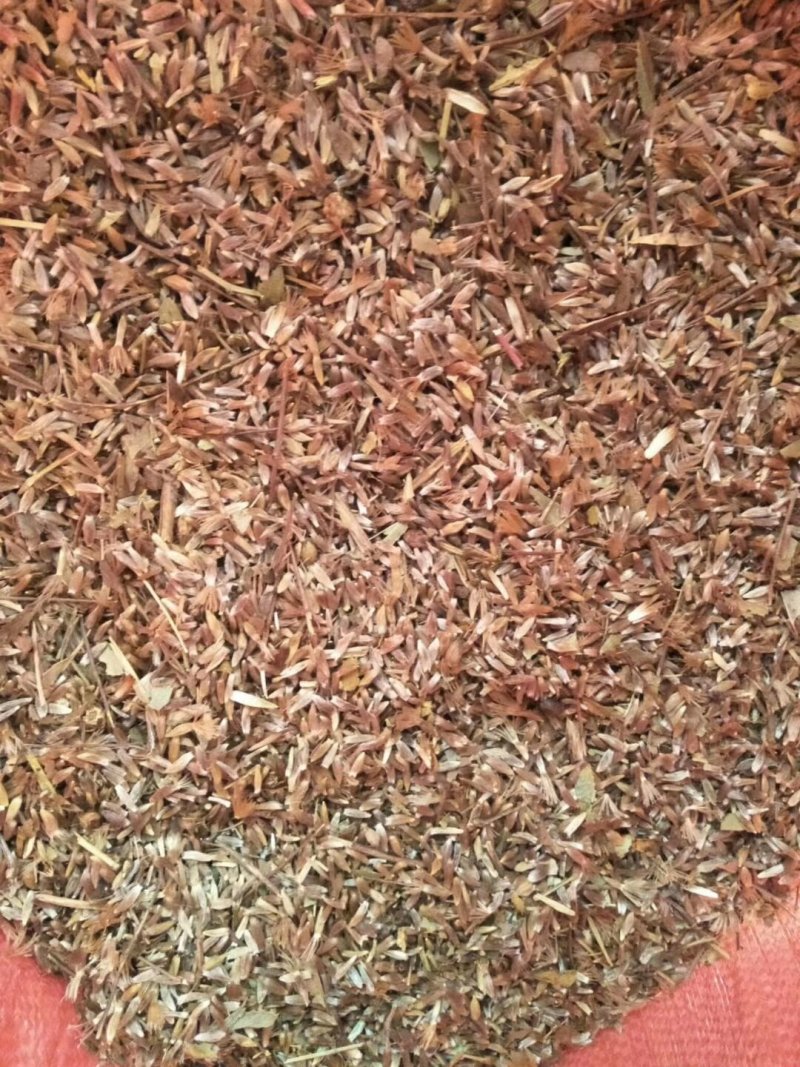 纯野生苍术籽