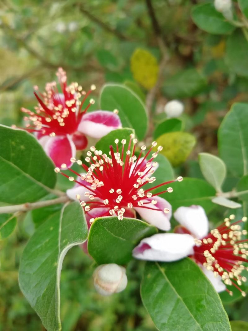 菲油果苗斐济果费约果种苗根系发达