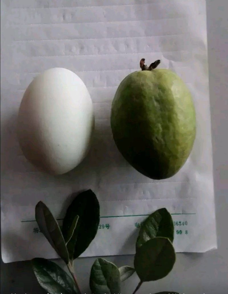 菲油果苗斐济果费约果种苗根系发达