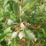 菲油果苗斐济果费约果种苗根系发达