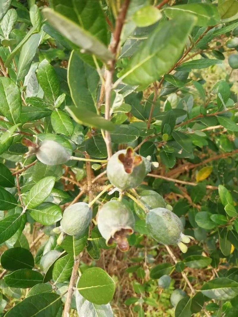 菲油果苗斐济果费约果种苗根系发达