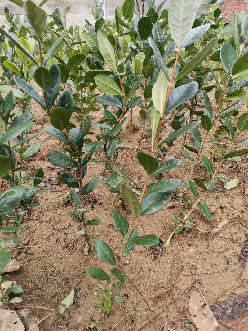 菲油果苗斐济果费约果种苗根系发达
