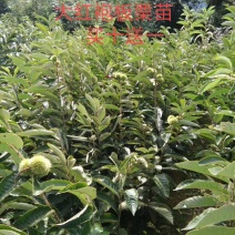 大红袍板栗苗，包邮，基地直发，包成活，买十送一