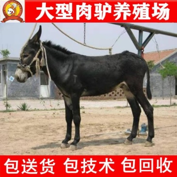 德州驴苗包活买十头送一头